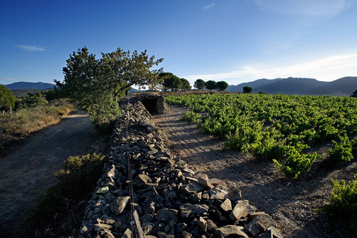 Viticultura