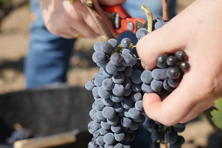 Viñedos del celler